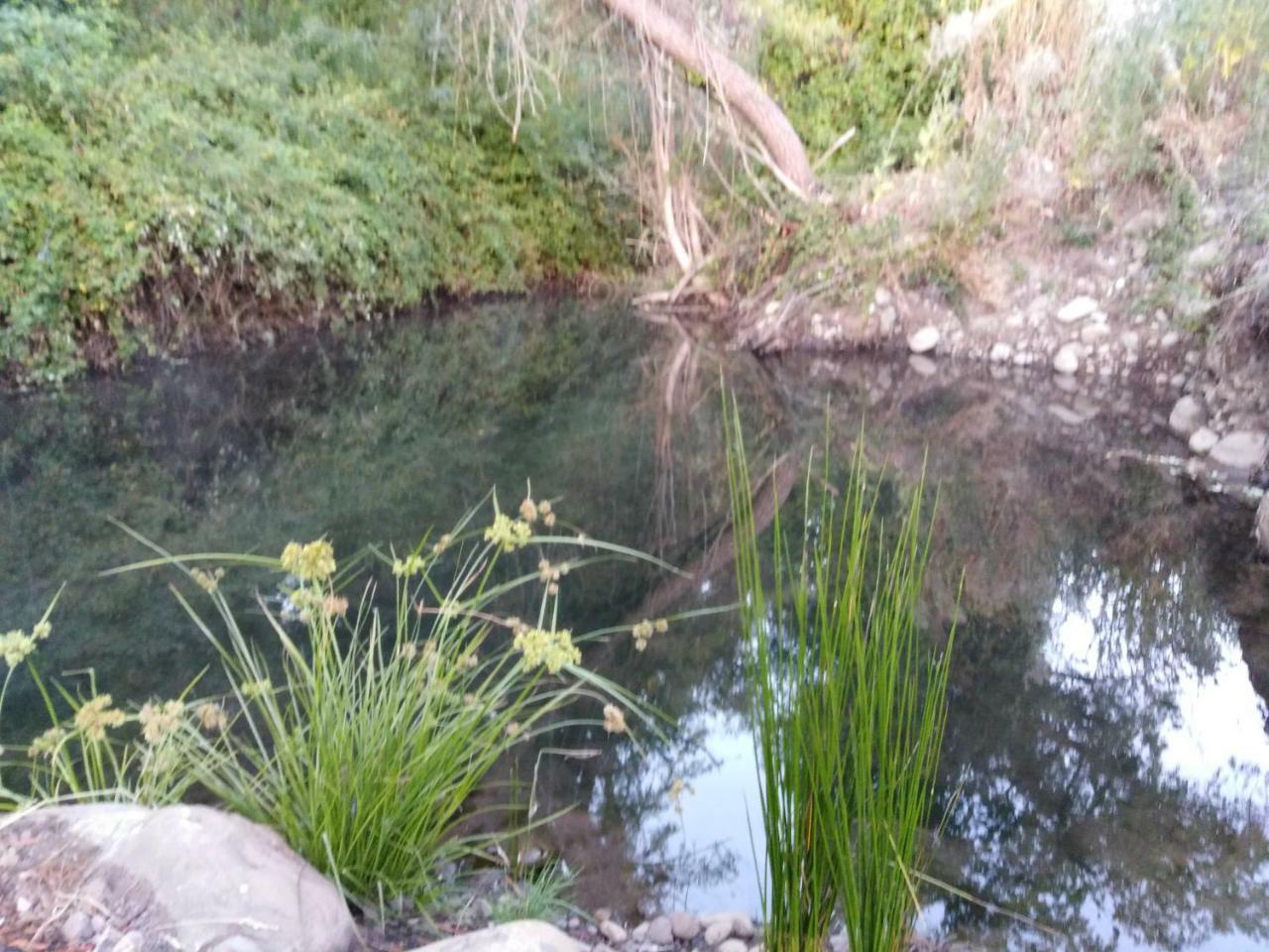 Ciervos * Parral